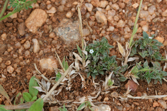 Heliotropium scabrum